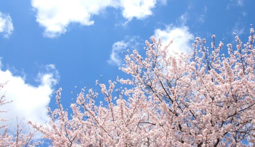 背割堤の桜2020！開花状況や夜桜、ライトアップや混雑具合アクセスについても