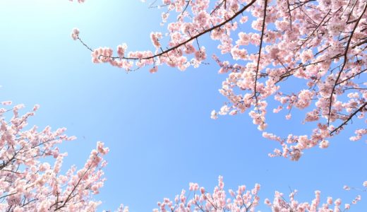 箕面、勝尾寺の桜2020！見頃の時期やライトアップや屋台、混雑情報やアクセス、駐車場について