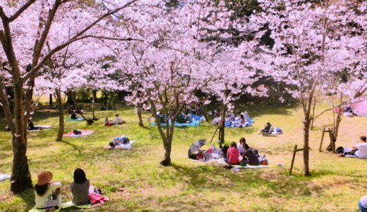 榴岡公園桜まつり2020！夜桜や屋台、混雑情報やアクセス、駐車場についても！