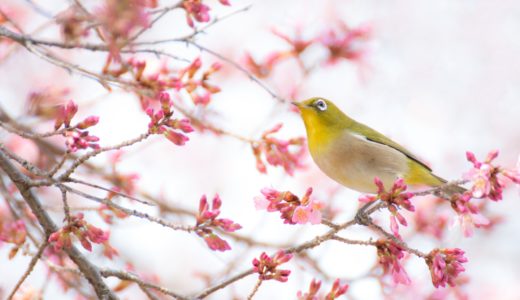 お花見の持ち寄りに喜ばれる簡単なおすすめレシピやグルメ、食べ物を紹介